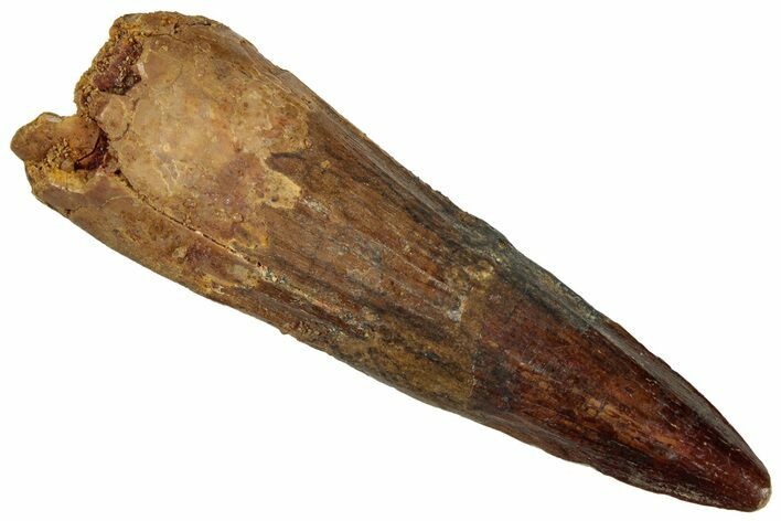 Fossil Spinosaurus Tooth - Real Dinosaur Tooth #324878